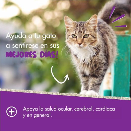 Multivitamínico para Gatos - Reverso